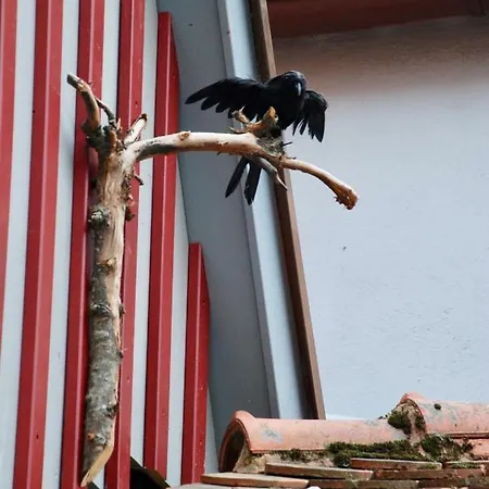 Hezelhof's Hexenhaeuschen * ディンケルスビュール