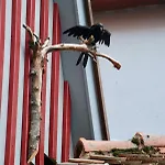 Hezelhof's Hexenhaeuschen * Dinkelsbühl